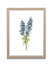bluebonnet art print in frame