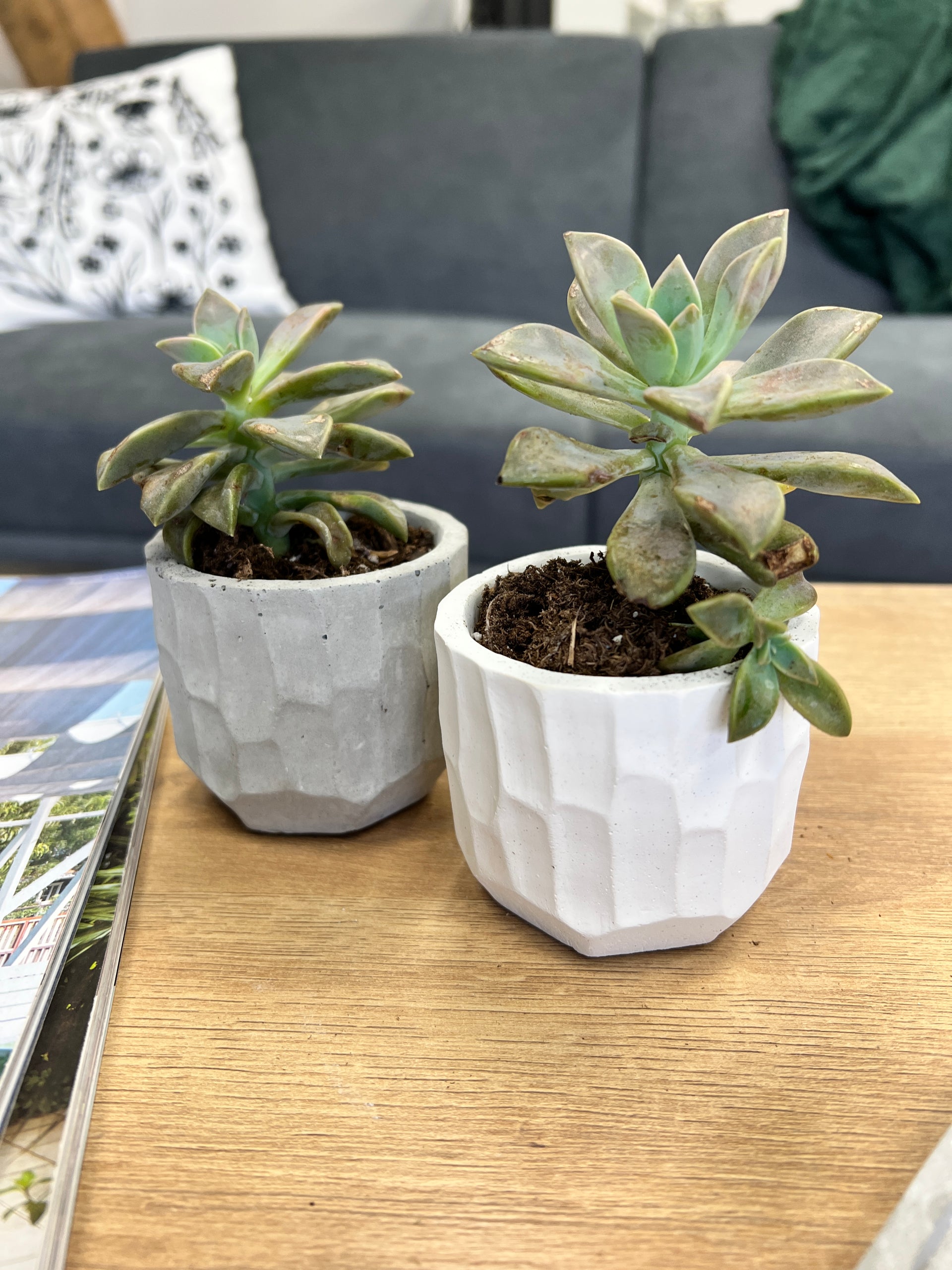 Did you know succulents love concrete planters?