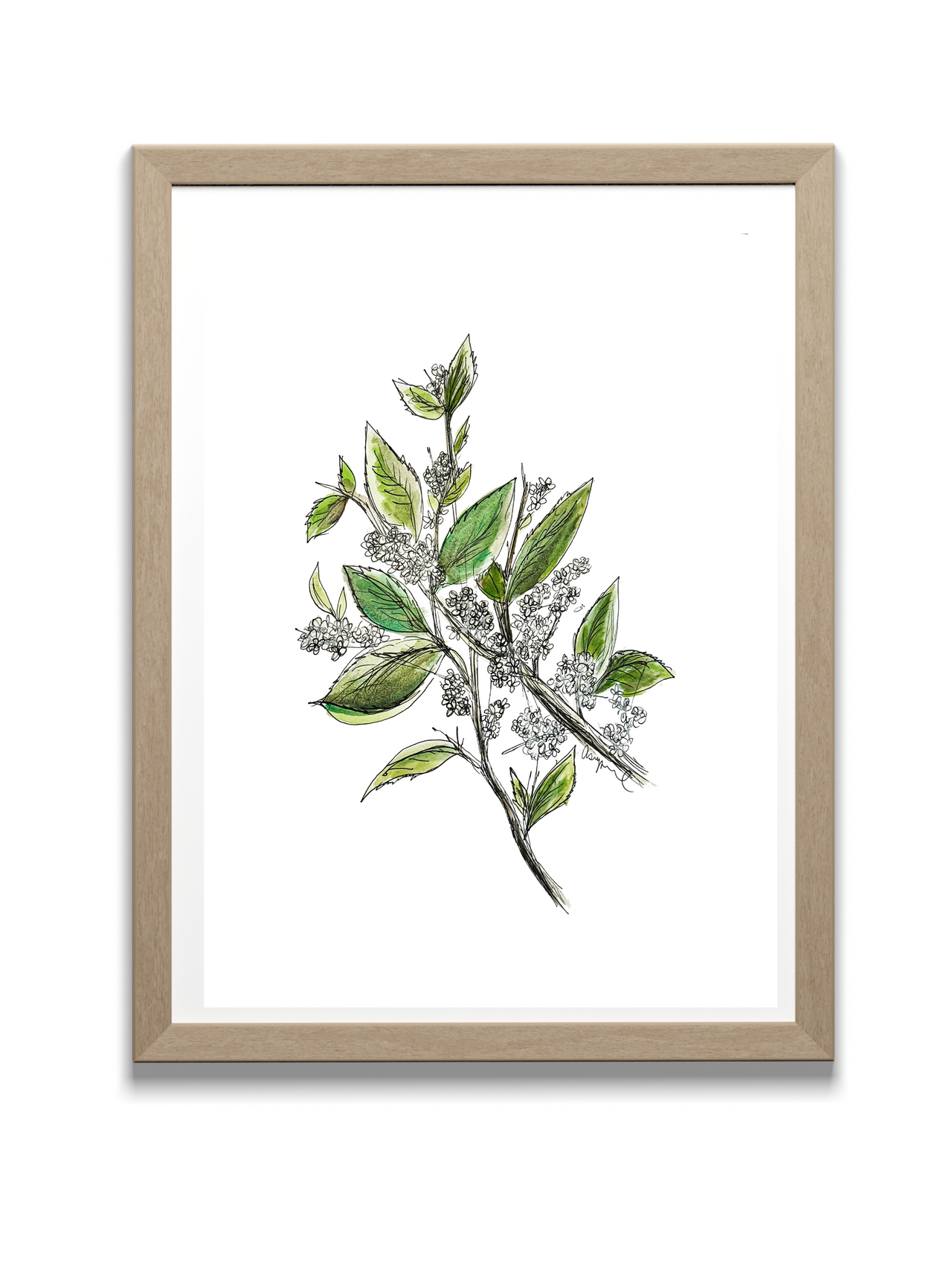 Tea Olive Watercolor - Original Art Print