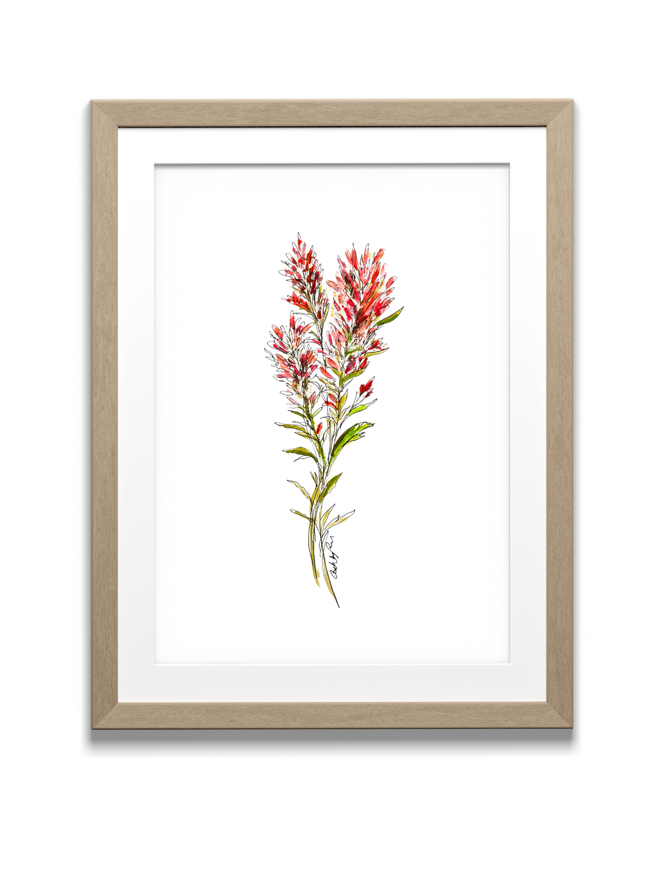 Indian Paintbrush Watercolor Print