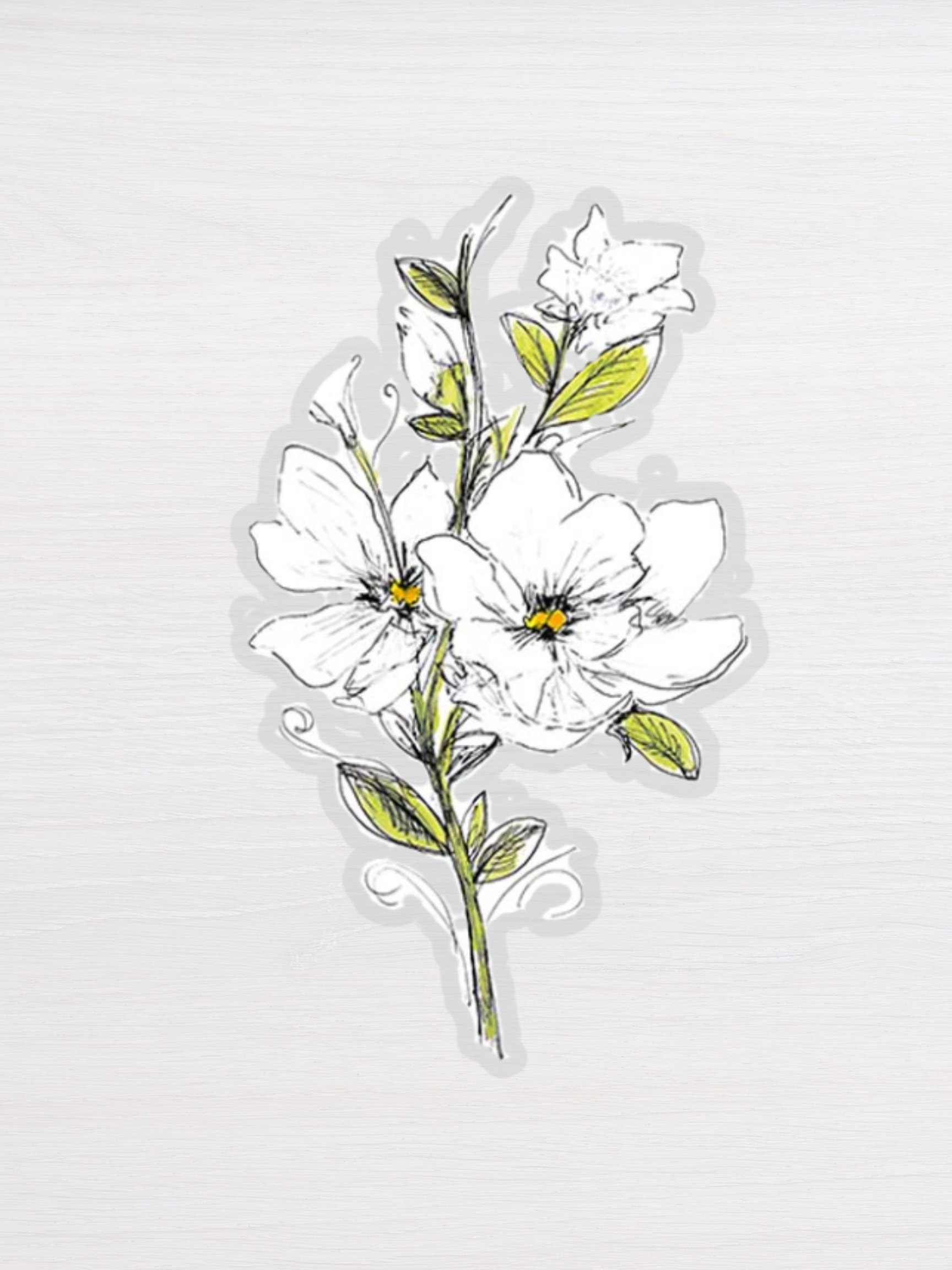 white magnolia flower sticker with clear background set against a white backdrop