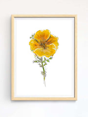 California poppy watercolor and ink, original print. Print is within a wooden frame
